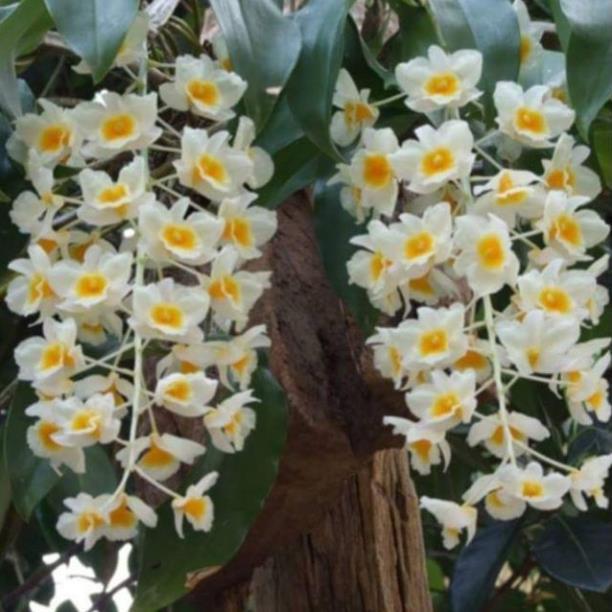 CHẬU LAN KIỀU VUÔNG,DÒNG LAN THỦY TIÊN - CHẬU TRỒNG THUẦN SIÊU ĐẸP