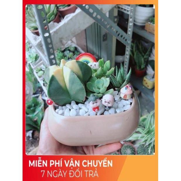 Chậu Sen Đá- Xương Rồng