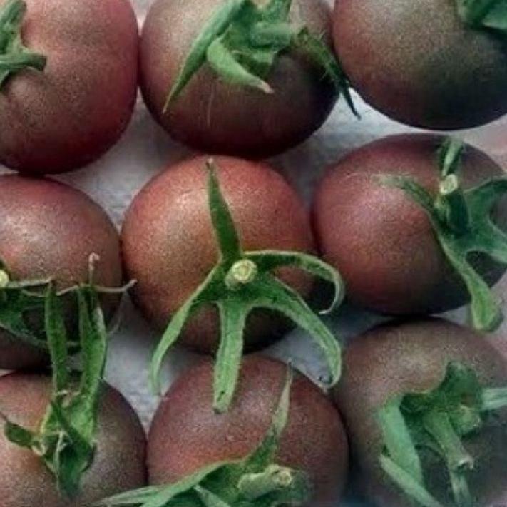 Hạt giống cà chua socola chùm dể trồng f1-gói 20 hạt-tặng kèm gói phân bón lót