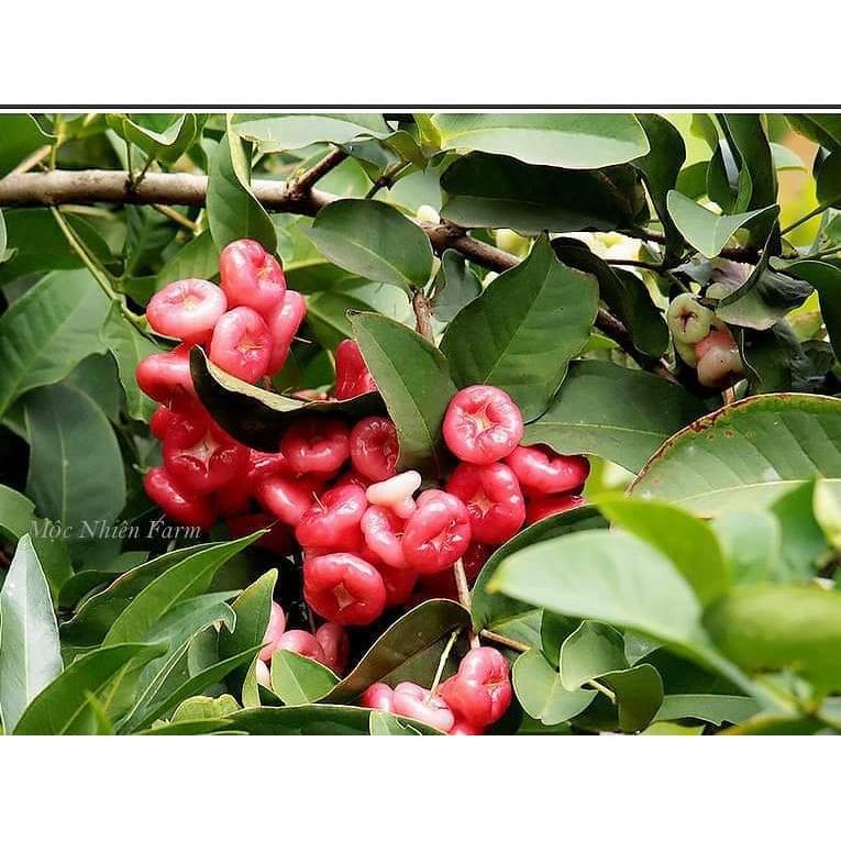 Giống Cây Mận Hoàng Yến