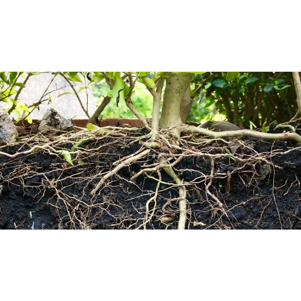 Phân Lân Đen Rong Biển - Giải độc hữu cơ, hạ phèn, cân bằng PH, kích rễ