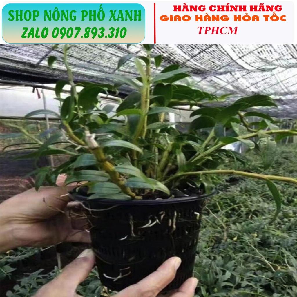 Chậu trồng thủy canh, trồng lan, phôi bonsai thoát nước tốt thông thoáng nhiều size