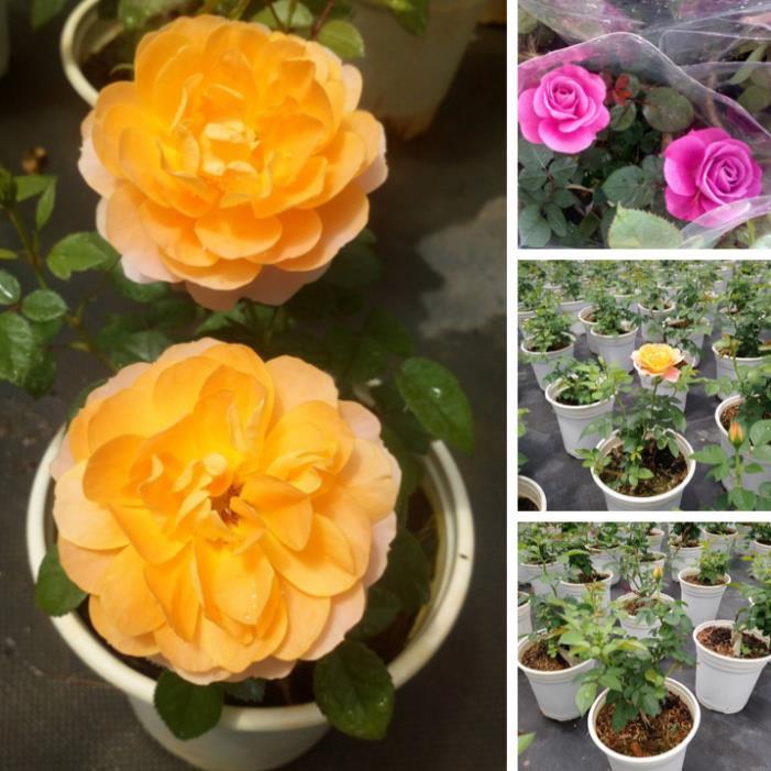 Combo 3 cây hoa hồng tezza - cây có bầu đất khỏe