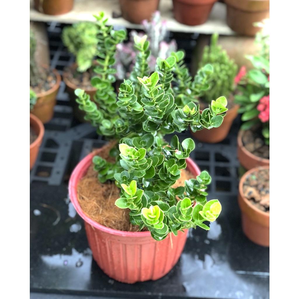 Chậu cây lài hoàng gia