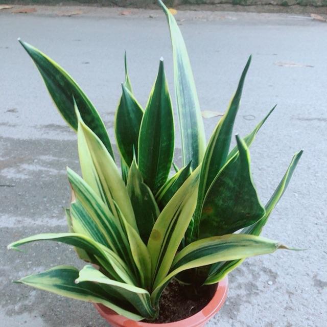 Lưỡi Hổ Hoàng Kim