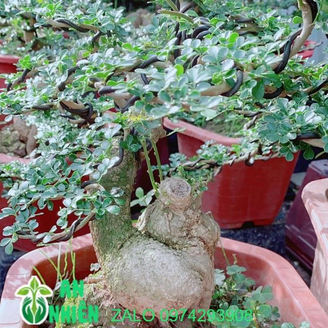 Chậu Cây Cần Thăng Bonsai