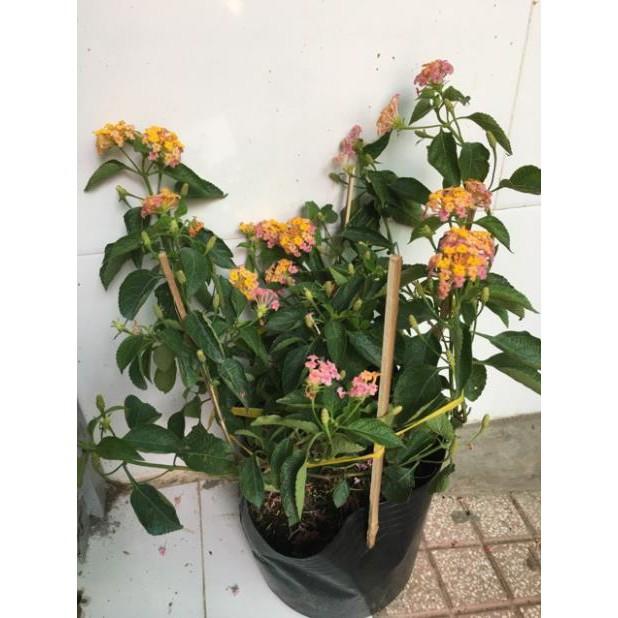 Cây hoa ngủ sắc siêu hoa