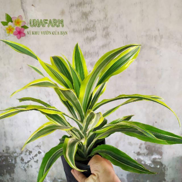 CHẬU CÂY PHÁT TÀI NAM MỸ