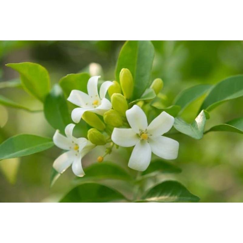 Cây hoa nguyệt quế đẹp cây y hình