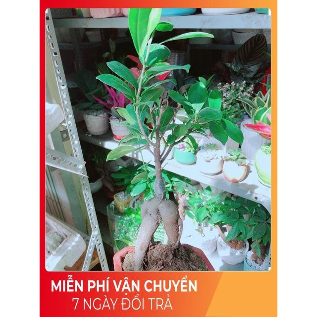 Chậu Si Bonsai