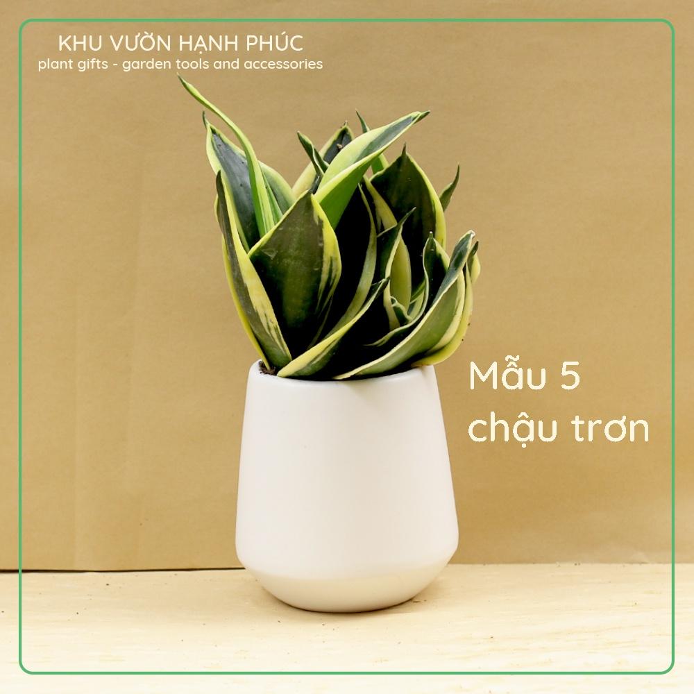 Cây Lưỡi Hổ, để bàn văn phòng, quà tặng, trang trí, dễ trồng