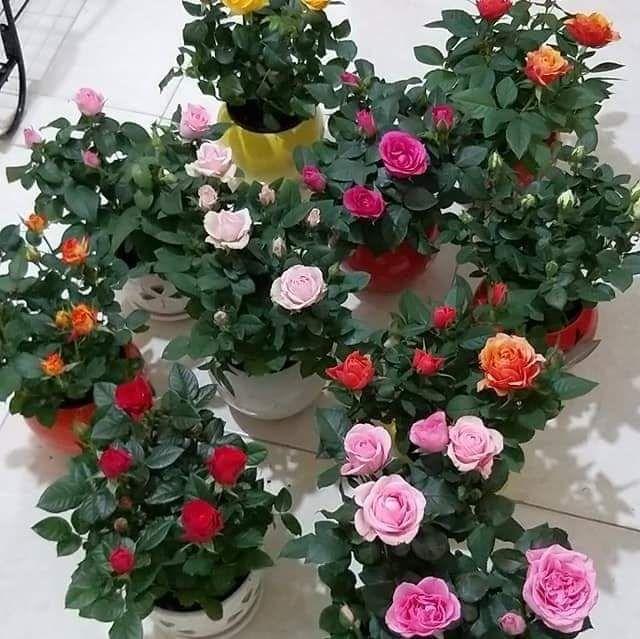 Com bo 5 gốc hồng đủ màu