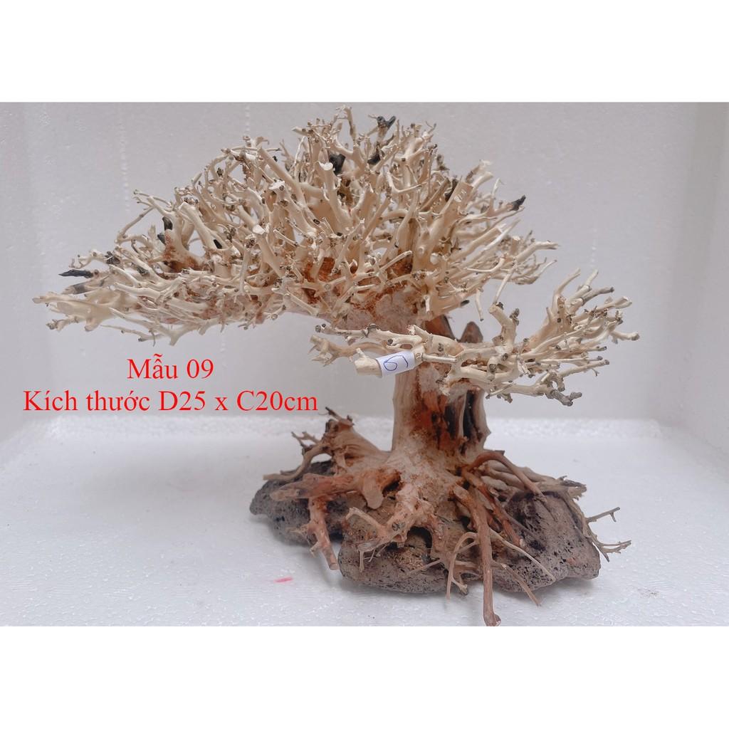 Lũa bonsai trang trí hồ thủy sinh, cá cảnh kích thước 20x25cm - mẫu 09