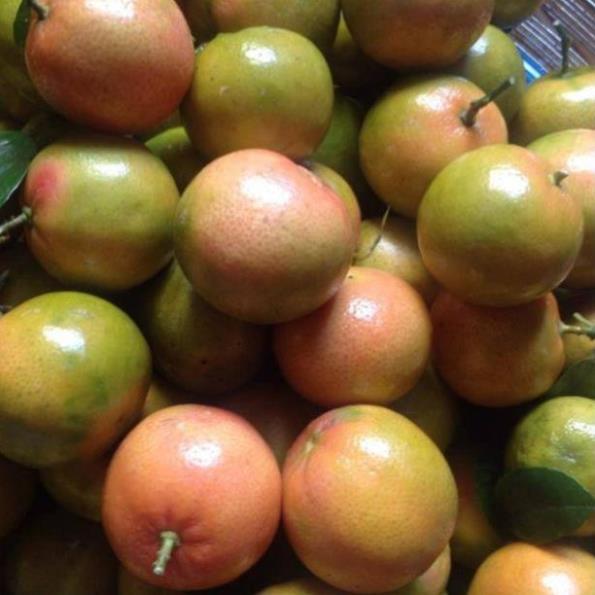 Cây giống chanh đào