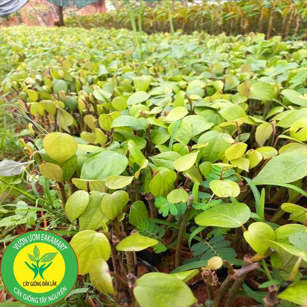 Giống Tiêu Ăn Hạt