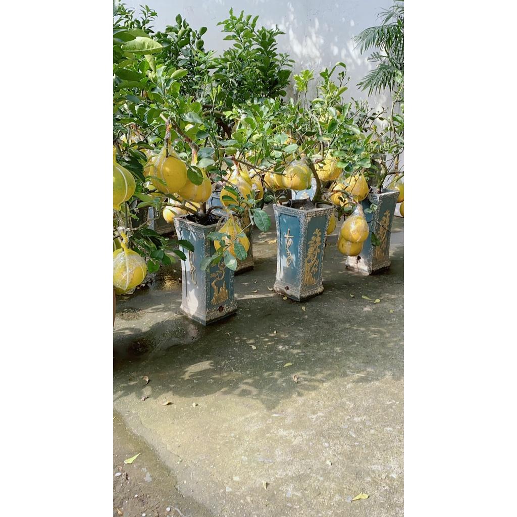 Chậu Cây Bưởi Kiểng Trưng Tết