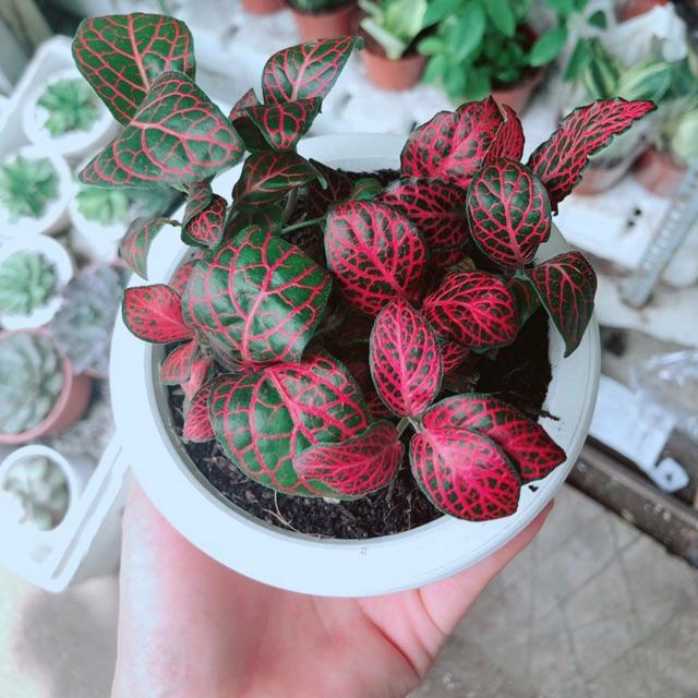Chậu cây cẩm nhung