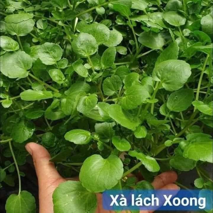 Hạt Giống Xà Lách Xoong Mỹ Chịu Nhiệt, Dễ Trồng