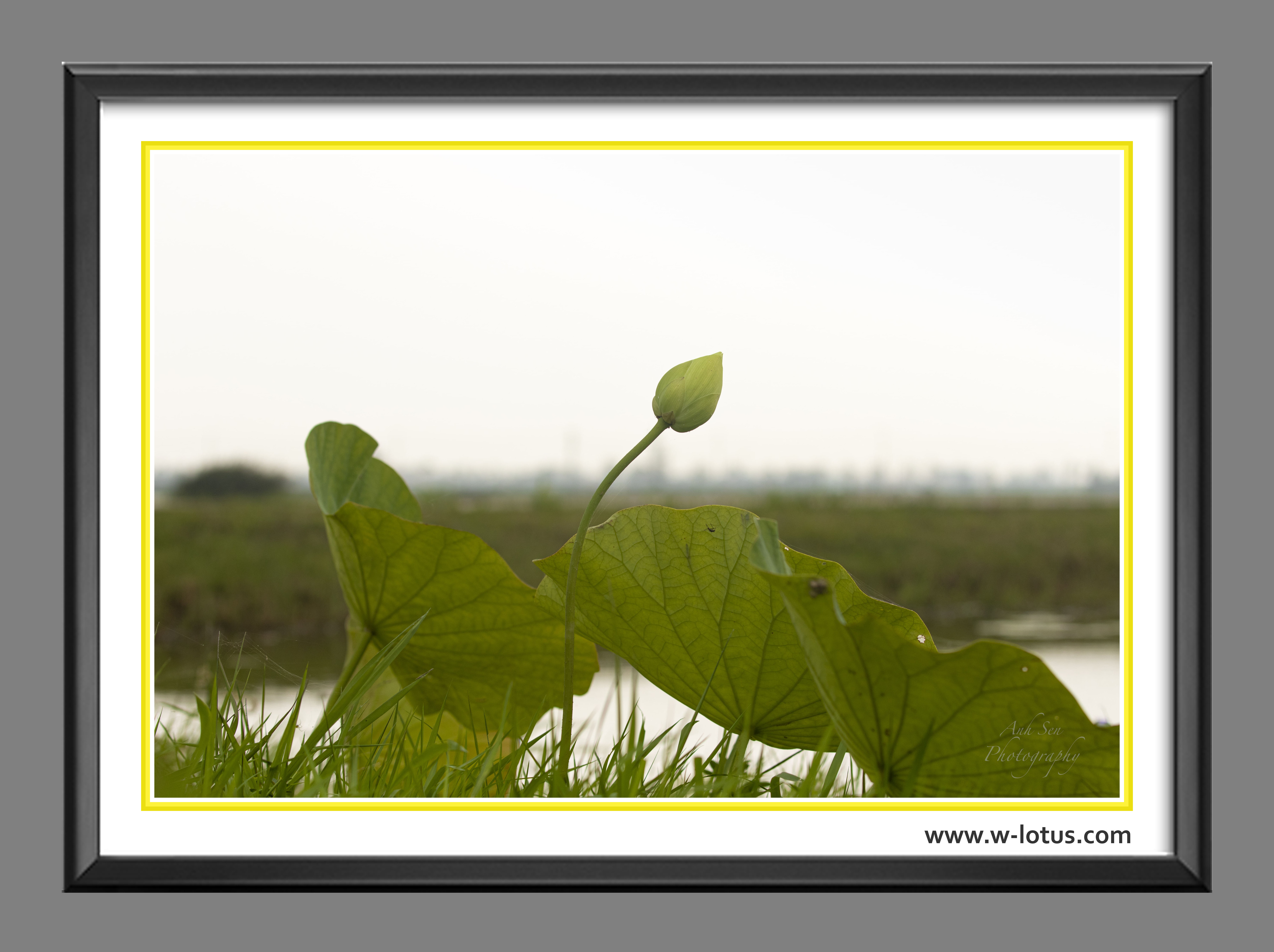 Tranh canvas hoa Sen treo phòng khách ST-00014