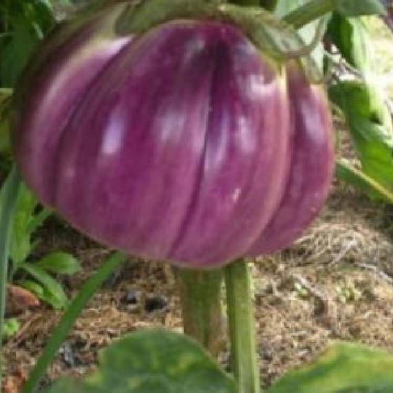 Hạt giống cà tím khía trái to,hạt giống tốt-gói 2 gram-tặng kèm gói phân bón lót