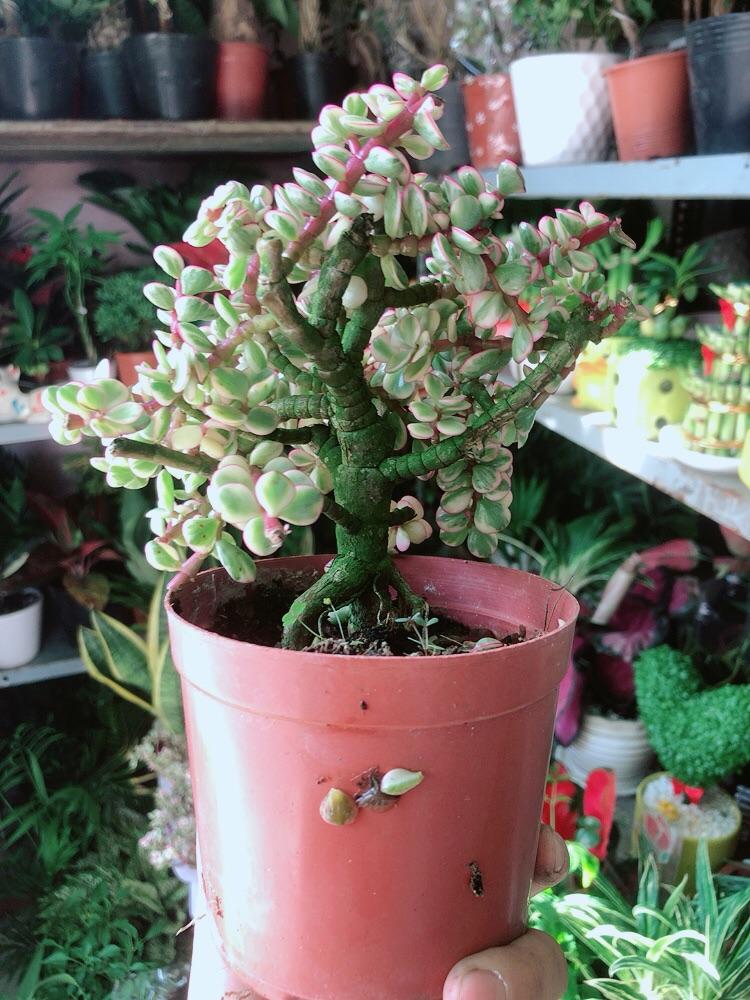 Cành Vàng Lá Ngọc Thân Cổ Thụ