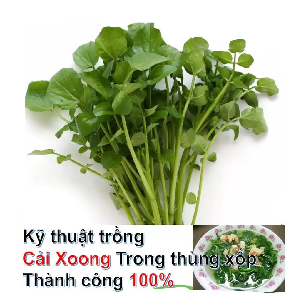 Hạt giống rau cải xoong dễ trồng năng suất cao, nhanh thu hoạch, thích hợp trồng chậu và đồng ruộng