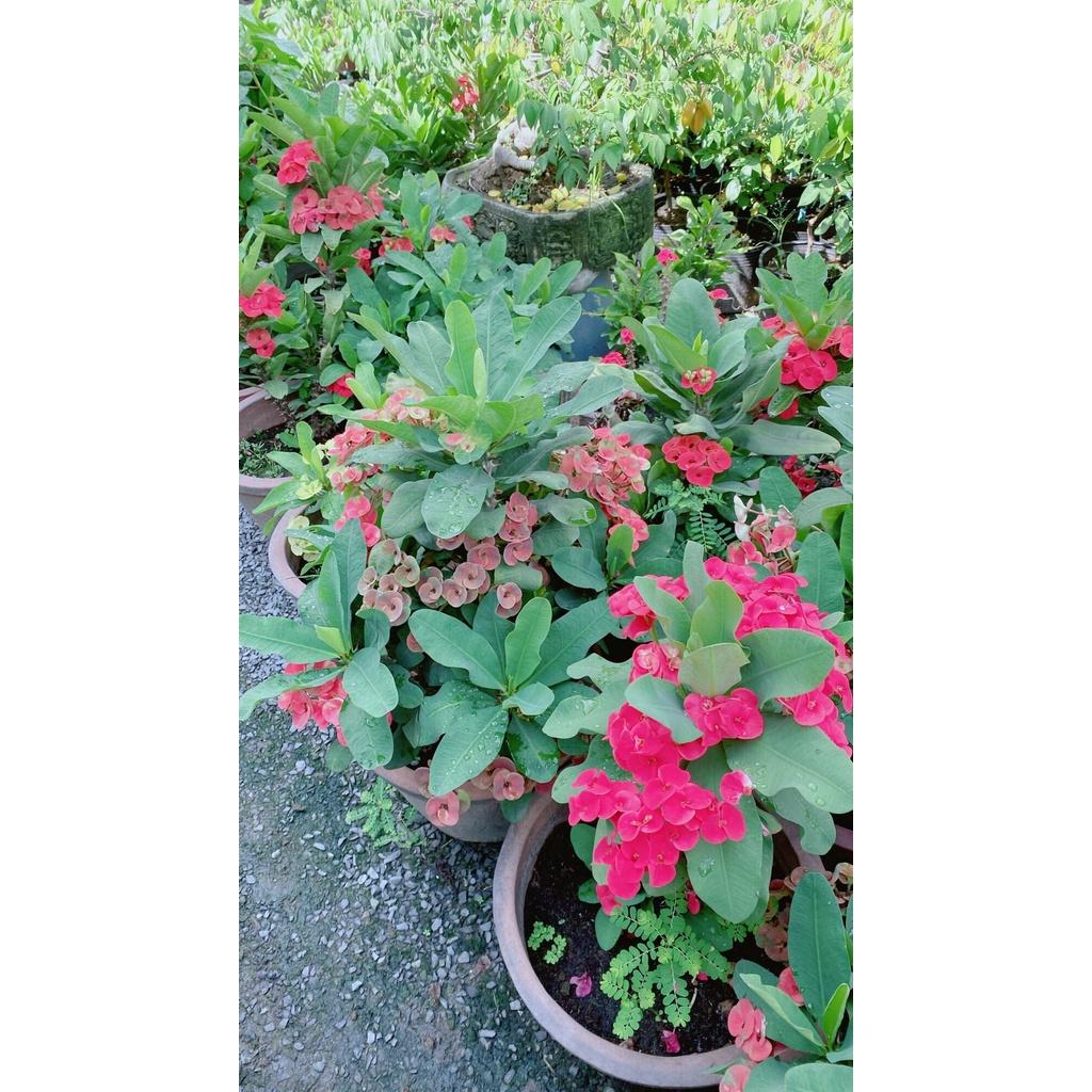 Chậu Xương Rồng Bát Tiên Lớn