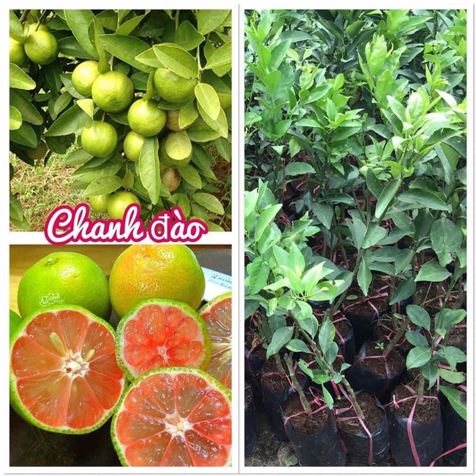 CÂY GIỐNG CHANH ĐÀO BẦU TO CÂY CAO HƠN 1M