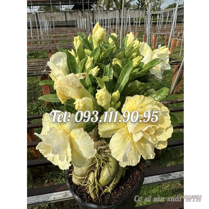 Hạt giống hoa sứ ghép Thái Lan hoa vàng cánh to - Bịch 10 hạt – Mã số 2092