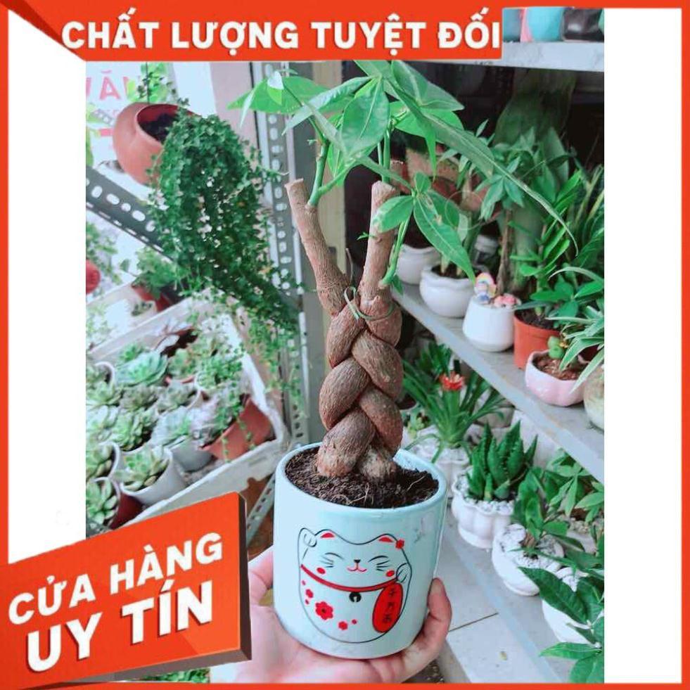 Chậu Kim Ngân Thắt Bím 3 Thân Nhiều Người Mua