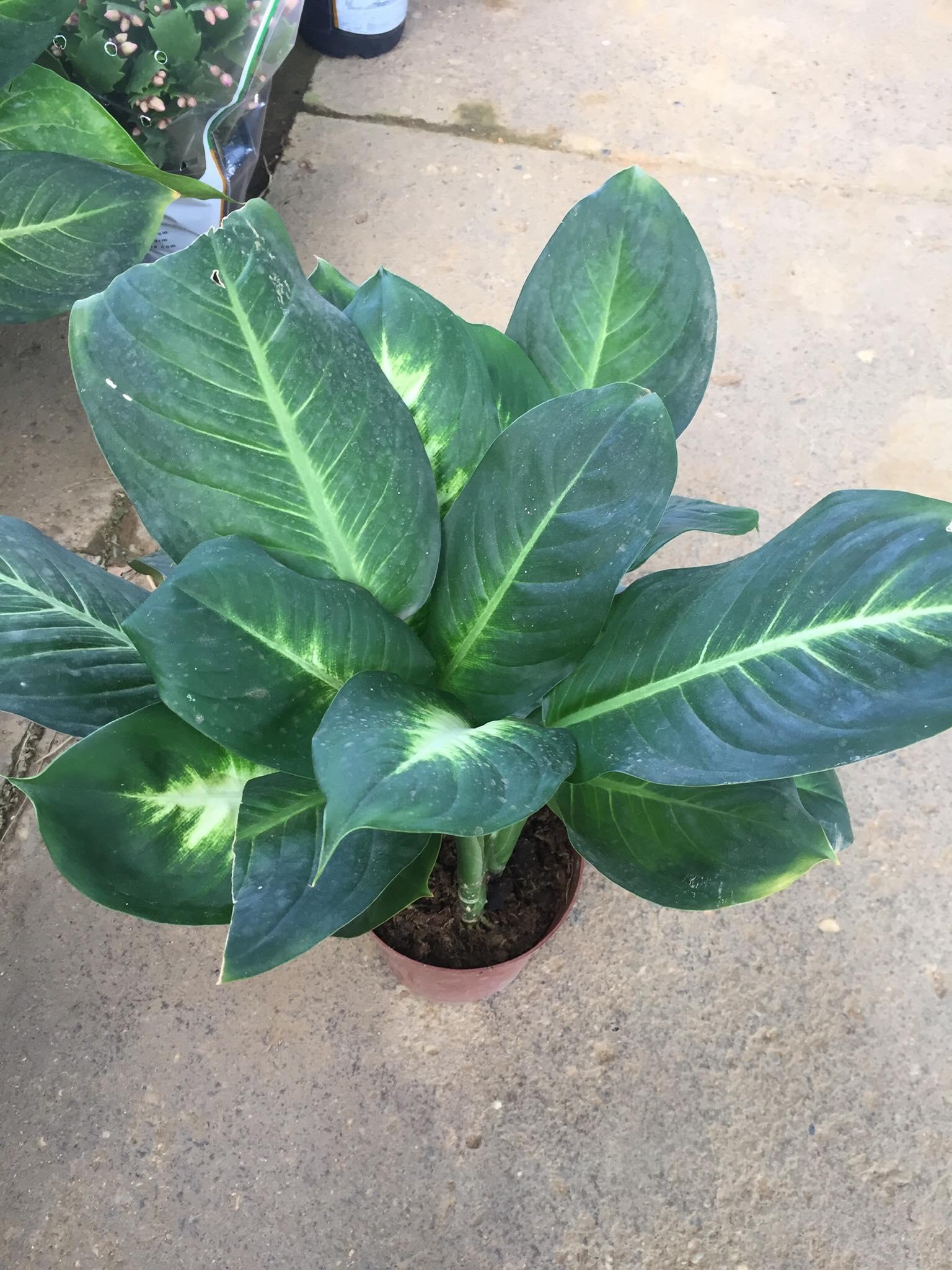 Cây sao sáng, Cây sao sáng đẹp cây phong thủy, thanh lọc không khí, trang trí văn phòng bàn làm việc và nhà cửa