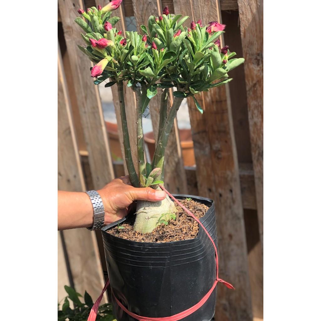 Cây sứ Thái bông kép gốc to ST15