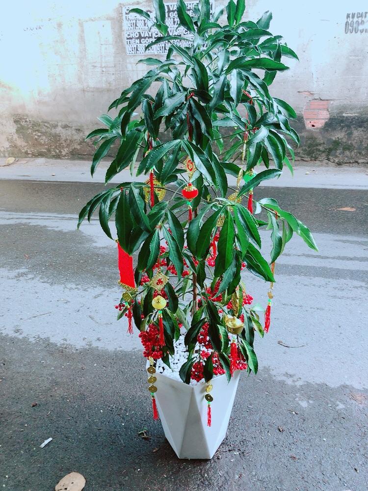 Chậu Cây Kim Ngân Lượng