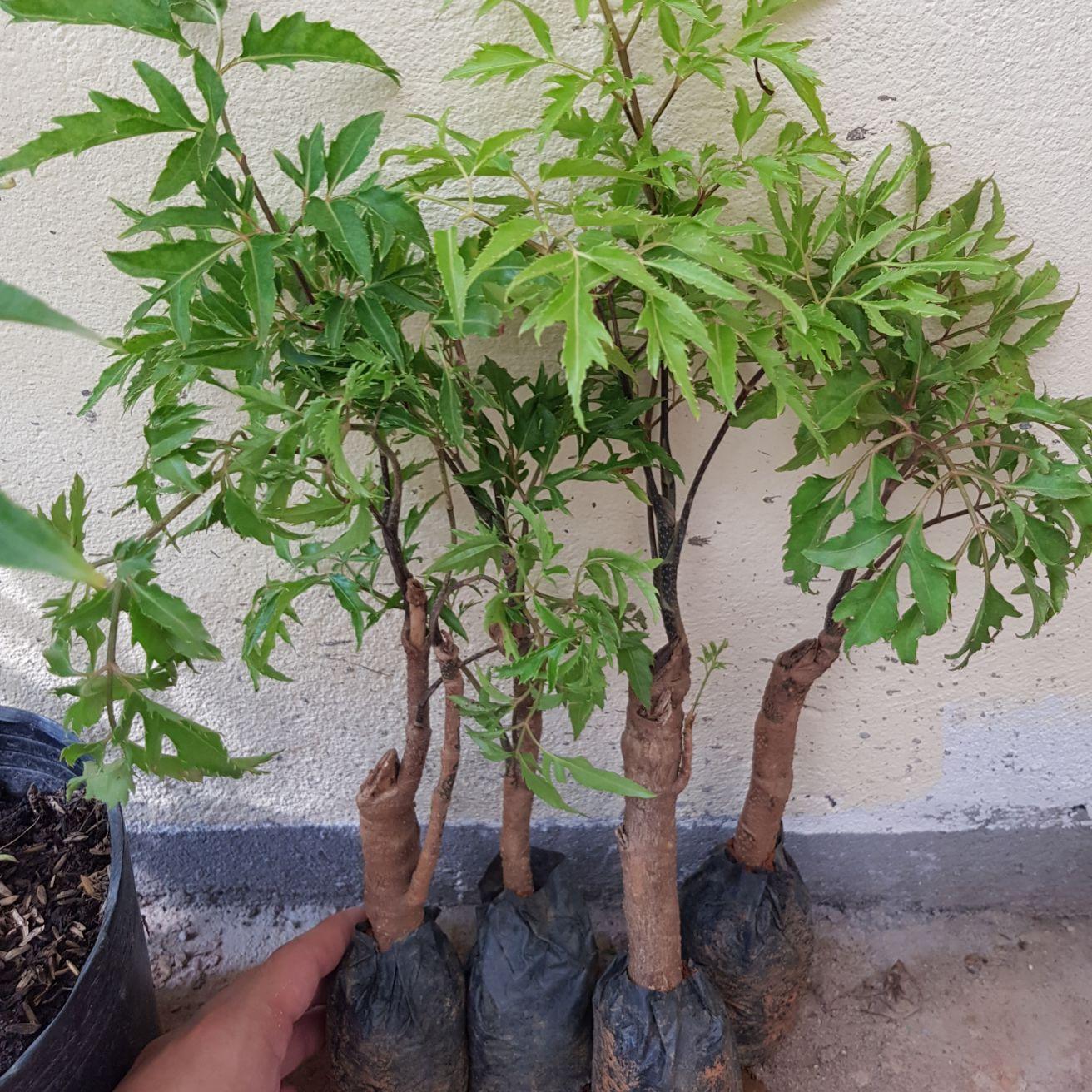 Combo 4 cây giống đinh lăng