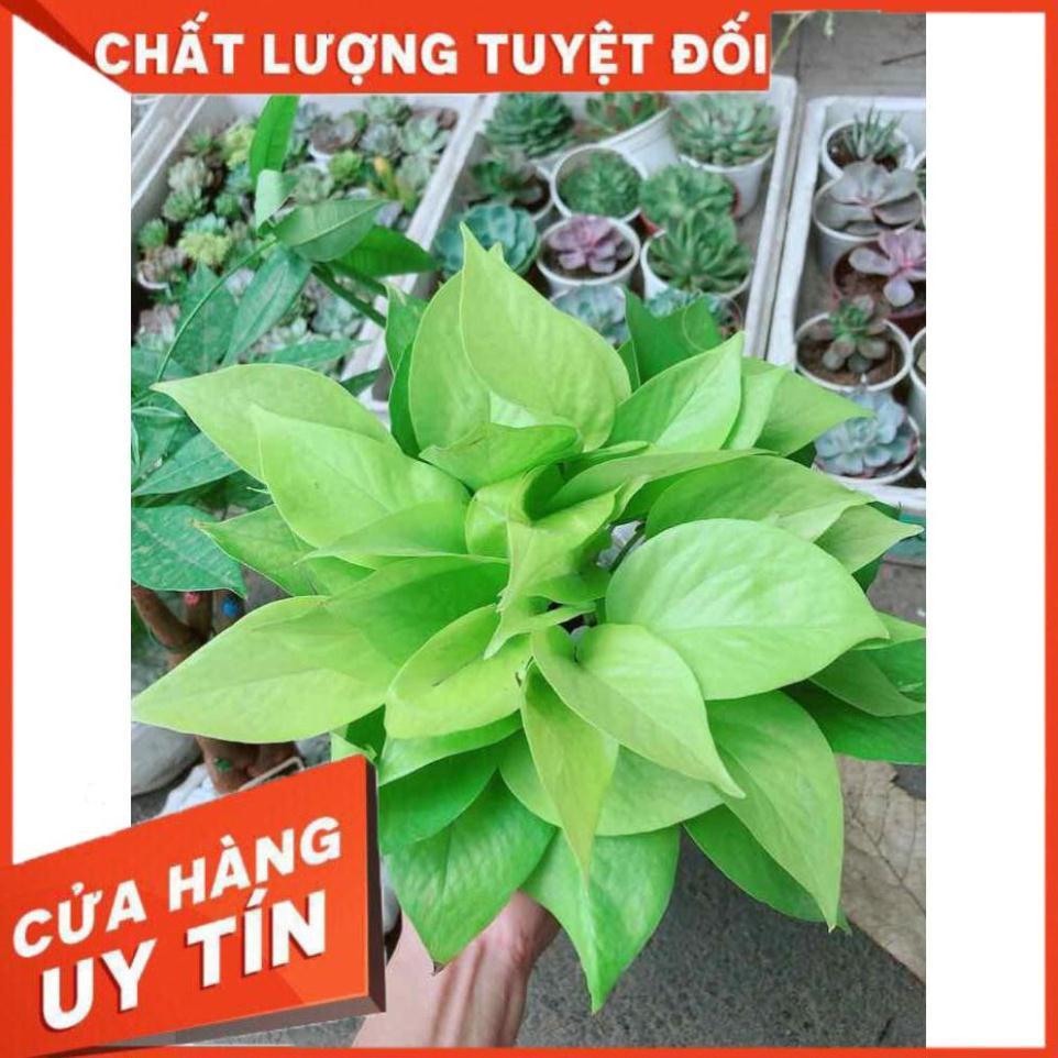 Chậu trầu bà thái vàng Nhiều Người Mua
