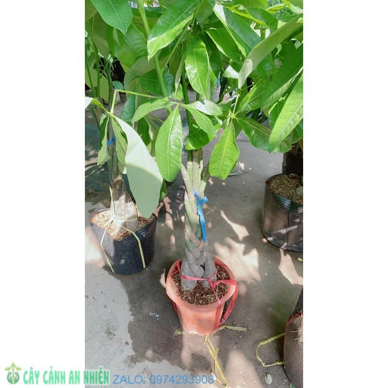 Cây Kim Ngân Bính Lớn