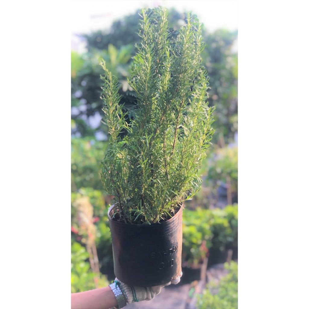 Chậu hương thảo gốc to cao 50 - 70 cm