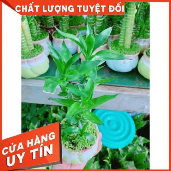 Chậu phát tài giò gà hay chân gà