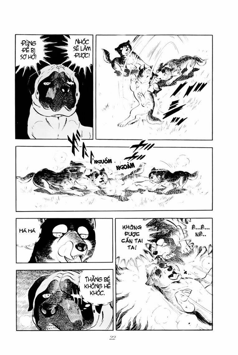 chú chó có nghĩa - ginga nagareboshi gin chapter 31 23