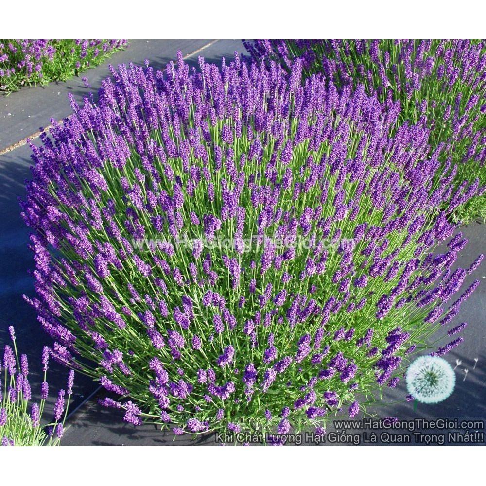 Combo 03 Gói Hạt Giống Hoa Oải Hương Lavender Goi 50 Hạt(C1.204| B6)