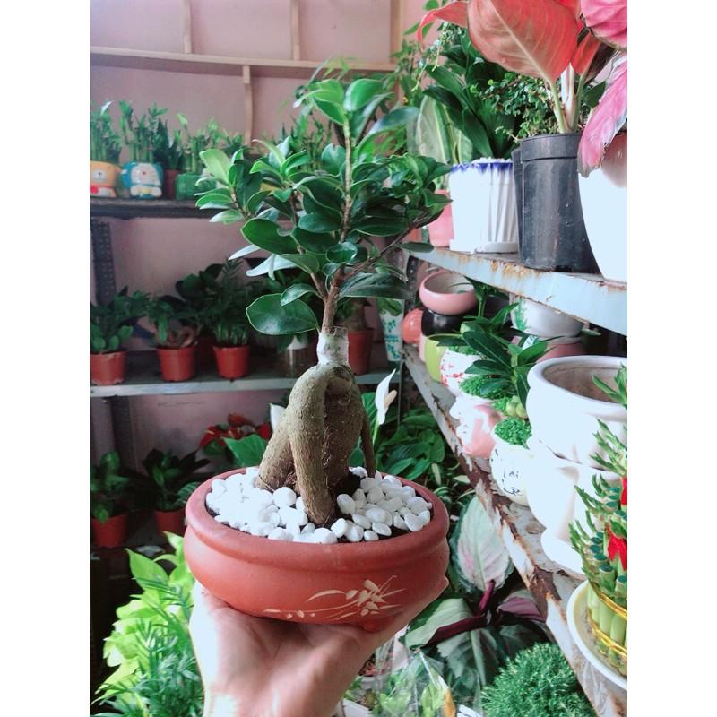 Chậu Cây Si Bonsai