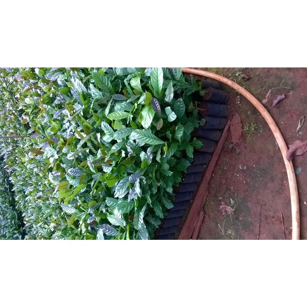CÂY GIỐNG CÀ PHÊ XANH LÙN CAO SẢN.
