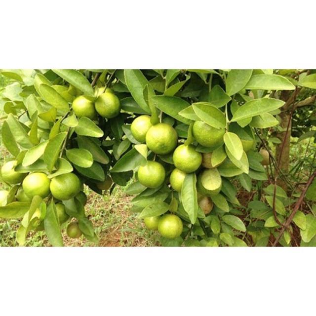 Cây giống chanh đào cho quả rất thơm, mọng nước, ruột hồng.