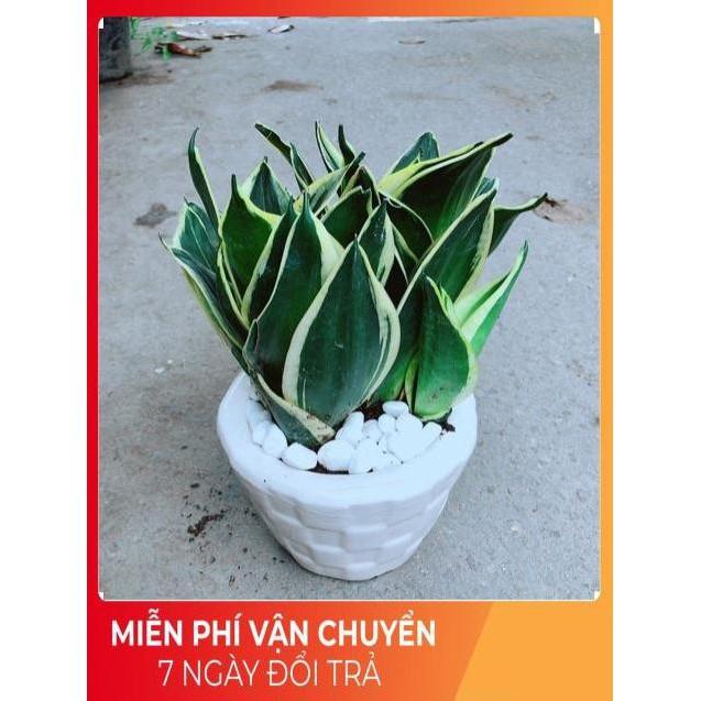 Chậu Lưỡi Hổ Thái