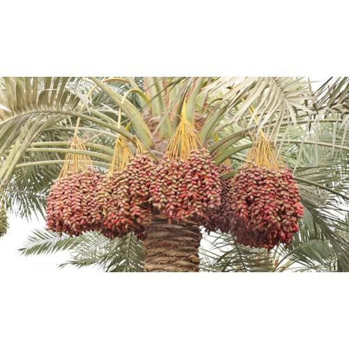 CÂY GIỐNG CHÀ LÀ ĂN QUẢ KHENAIZY-QUẢ ĐỎ TO, GIỐNG NHẬP KHẨU TRUNG ĐÔNG- CAM KÊT GIỐNG CHUẨN F1 - CGCLAQMDKHN