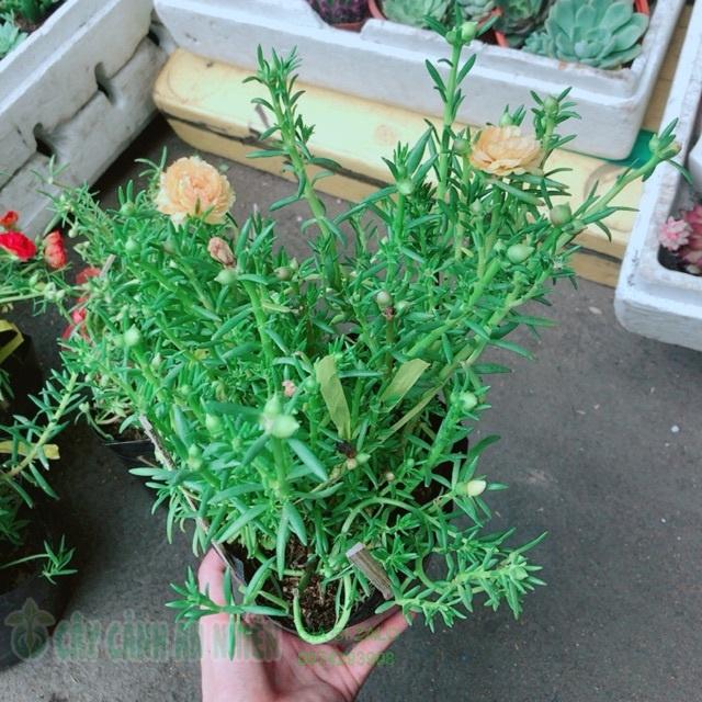 Hoa mười giờ mỹ
