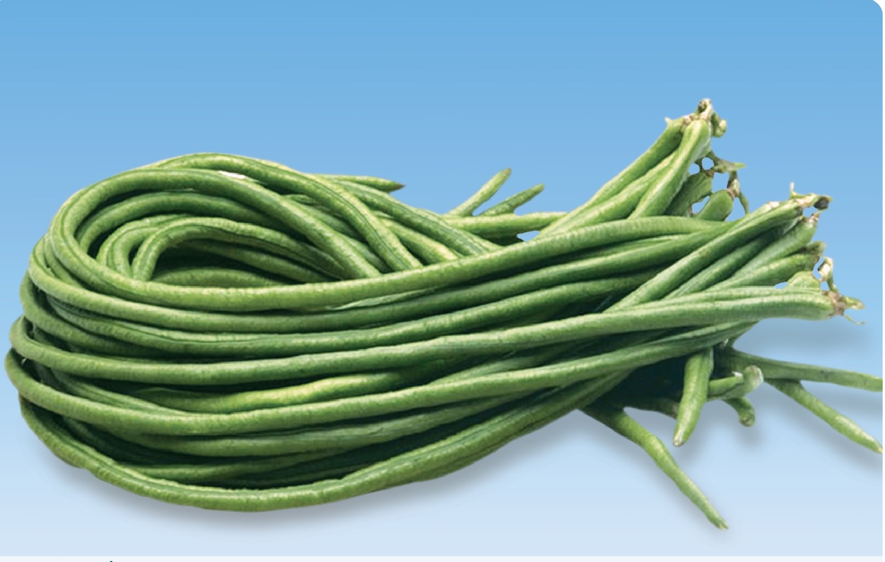 Hạt Giống Đậu Đũa 20gram -Giống Đẹp Giá Rẻ