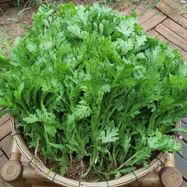 Hạt giống rau tần ô - rau cúc