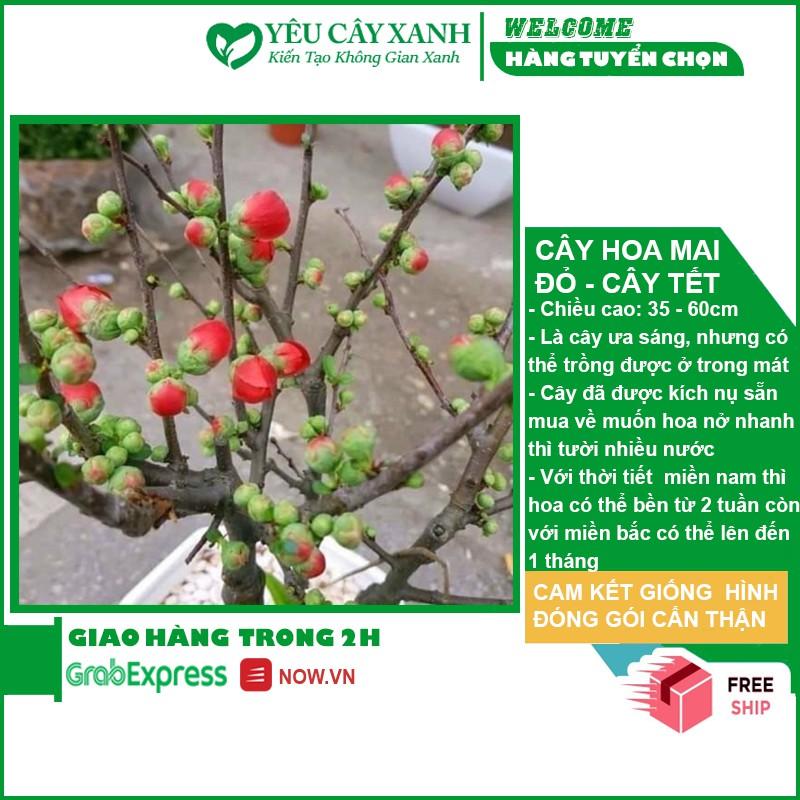 Cây Hoa Mai Đỏ - Siêu Nụ