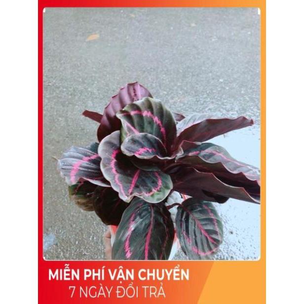 Chậu Đuôi Công Tím